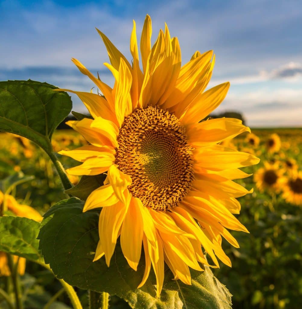 Adobestock 169355573 Scaled E1727297393656